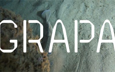 Conversa sobre el programa d’art, ciència i tecnologia ‘GRAPA’ amb Joana Moll, CCCB, Hangar i UOC